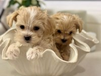 Irkının En Güzel Maltipoo Bebekleri