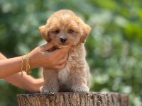 AŞILI VE ÇİŞ PEDİ EĞİTİMLİ MALTİPOO BEBEKLER 