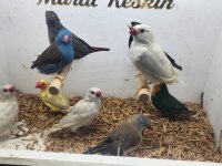 Her türden salmaya alışık finch