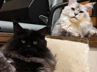 Xxl şampiyon baba dan maine coon yavruları