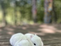 Netherland dwarf cüce tavşan