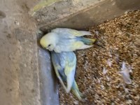 4 adet yavru muhabbet kuşu rainbow dişi ve erkek.
