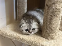 Scottish Fold Yavru
