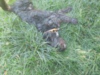 Terrier Köpeğimizi Yer Ve Sağlık Probleminden Dolayı