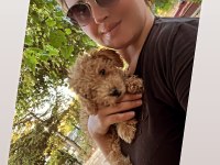 Toy Poodle BOBİİ