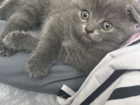 2 aylık scottish fold