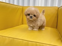 KOREAN EXPORT TOY POODLE BEBEKLERİM