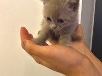 British Shorthair Yavru Gri Minnoş