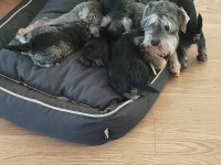Schnauzer yavrular