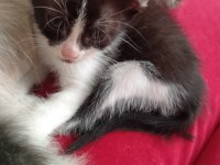 Bebek kedinin sonu barınak olacak