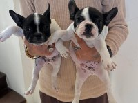 ALANYADAN A KALİTE FRENCH BULLDOG YAVRULARI
