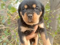 Rottweiler Yavrularımız
