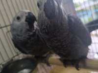 Bebek Jako Papağanlar