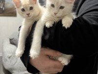 Safkan Maine Coon Yavruları 3 Aylık