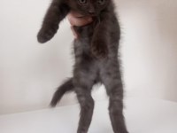 British shorthair nadir renk