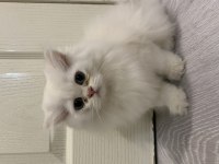 Cam gözlü british longhair yavru