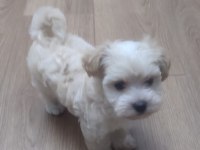 Sevimli Maltese Yavrusu