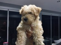 SAFKAN MALTİPOO KÖPEĞİ YAVRULARI