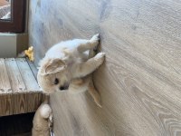 Pamuk pekinez köpekler