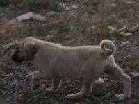 2 aylık yavru köpekler