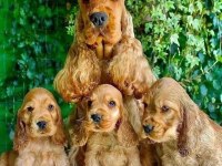 COCKER SHOW KALİTEDE YURTDIŞI YAVRULARIMIZ
