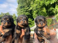 Big koca kafa rottweiler yavrular