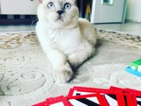 Sahiplendireceğiz kedimizi