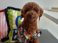 BROWN TOY POODLE ERKEK - MİNİ BOY ÇİFTLEŞMEYE HAZIR