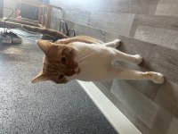 Erkek Kısır Bir Yaşında Sarman