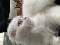 Pamuk prenses longhair kedimiz