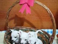 Yavru safkan dişi chihuahua