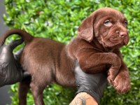 Burkemden a kan labrador yavrularımız