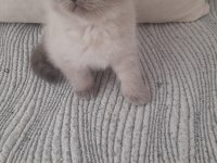 Erkek Scottish Fold Beyaz