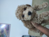 Poodle bebişler yeni yuvasını bekliyorlar