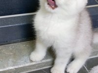 British shorthair dişi yavru
