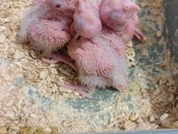 Sağlıklı bakıcı kırmızı göz albino sultan papağanı