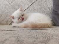Exotic shorthair 2 aylık dişi