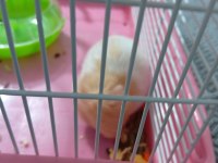 Acil satılık yavru hamster