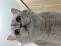 3,5 yaşında dişi british shorthair