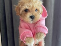 Dünya Tatlısı Maltipoo Yavruları