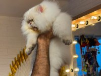 Şampiyon Annenin British Longhair Şecereli ve Çipli