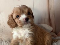 Sevimli Maltipoo Yavrular Yeni Yuvasını Arıyor!