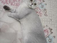 Scottish Fold Dişi Kedi