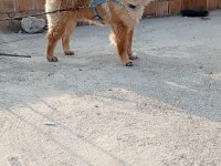Satılık 1 yaşında çin aslanı