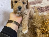 BİRBİRİNDEN TATLI KALİTELİ TOY POODLE YAVRULARIMIZ