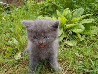 2 aylık british shorthair