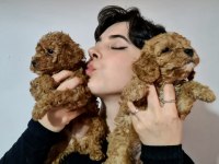 APRİCOT DİŞİ ERKEK POODLE YAVRULARIMIZ