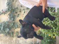 Show Kalite Black Dişi French Bulldog