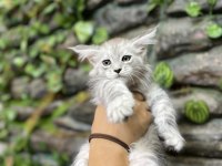 Şecereli üretim izinli maine coon yavrular