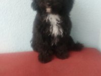 Evde bakılabilecek tek ırk toy poodledir